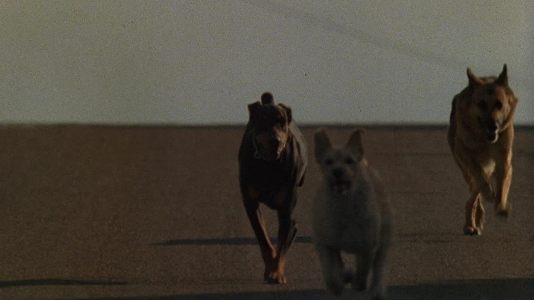 Dogs 1976 movie scene