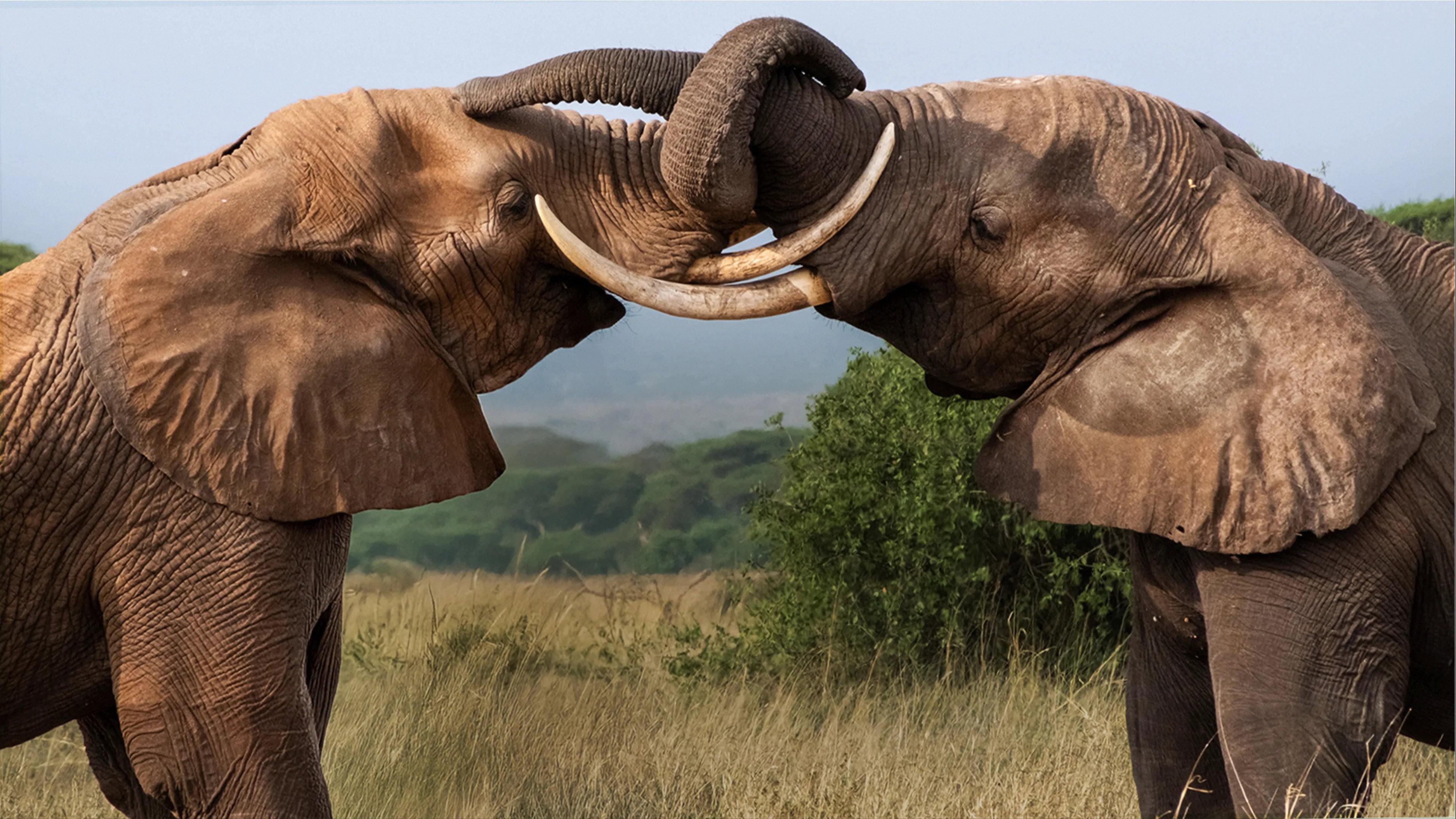 Tusker: Brotherhood of Elephants 2026 movie scene
