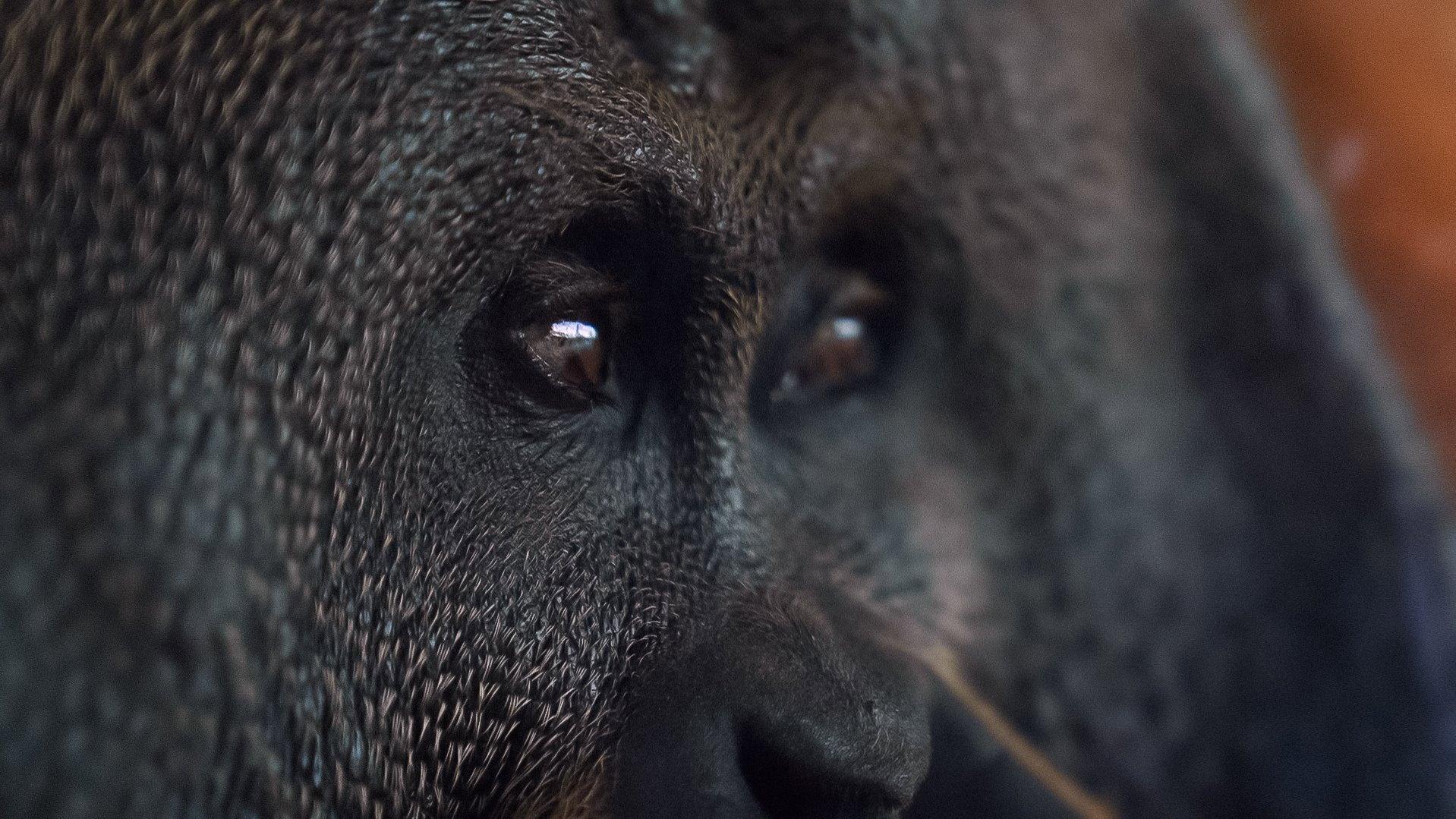 Orang. Utan. 2023 movie scene