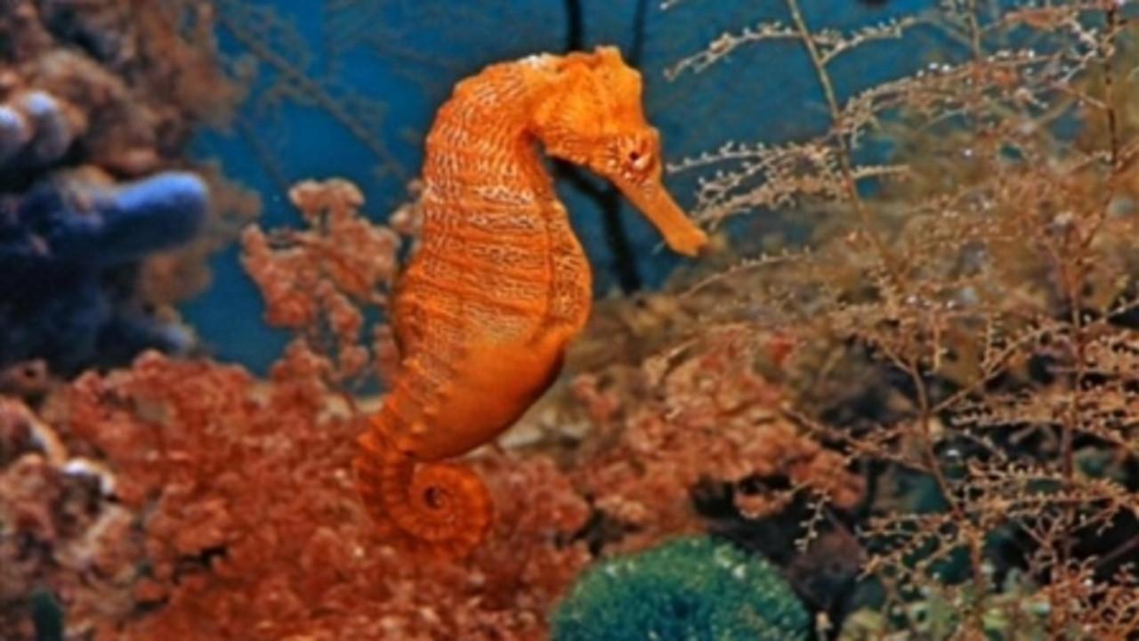 Mysteries of the Deep 1959 movie scene