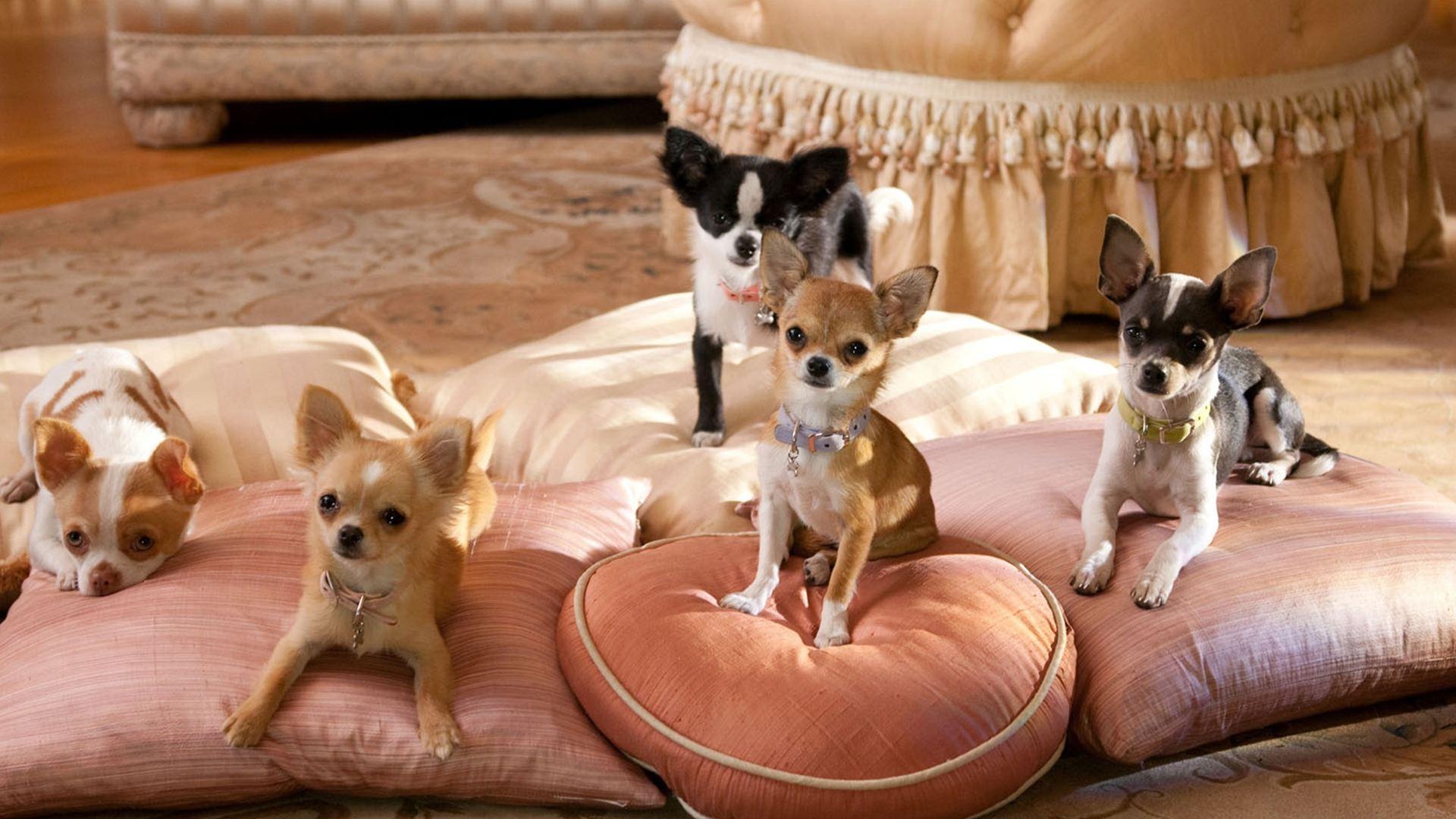 Beverly Hills Chihuahua 2 2011 movie scene
