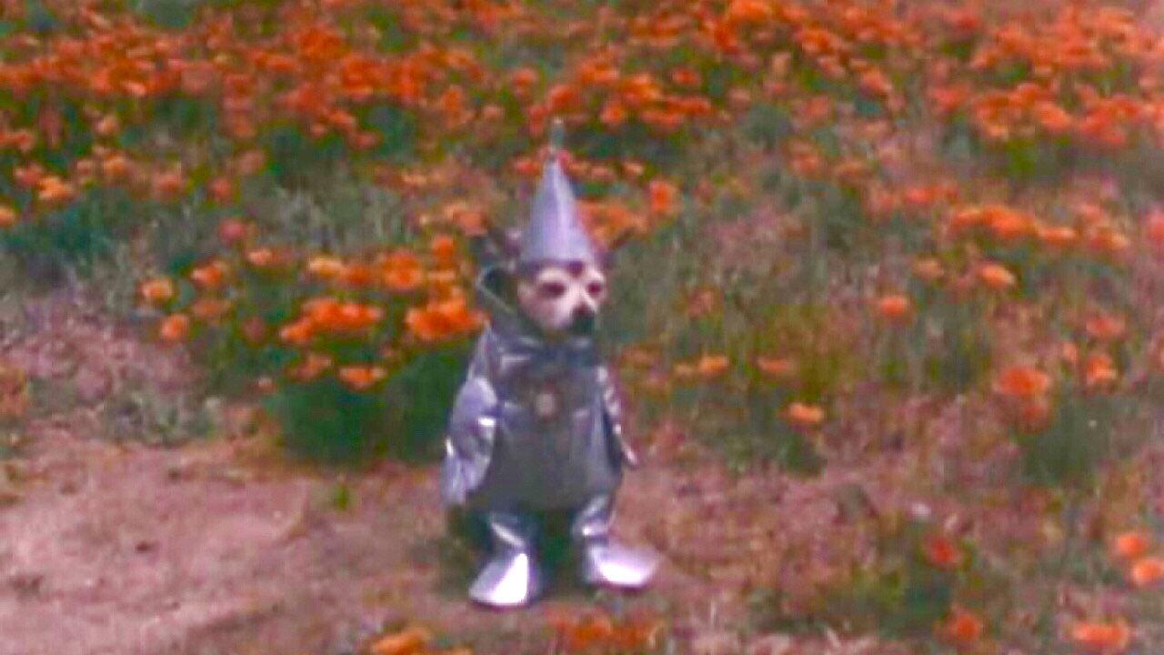 The Tin Woodman's Home Movie #2: California Poppy Reserve, Antelope Valley 2008 movie scene