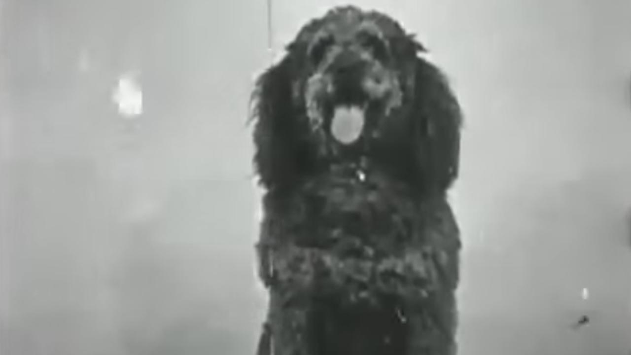 The Race for the Sausage 1907 movie scene
