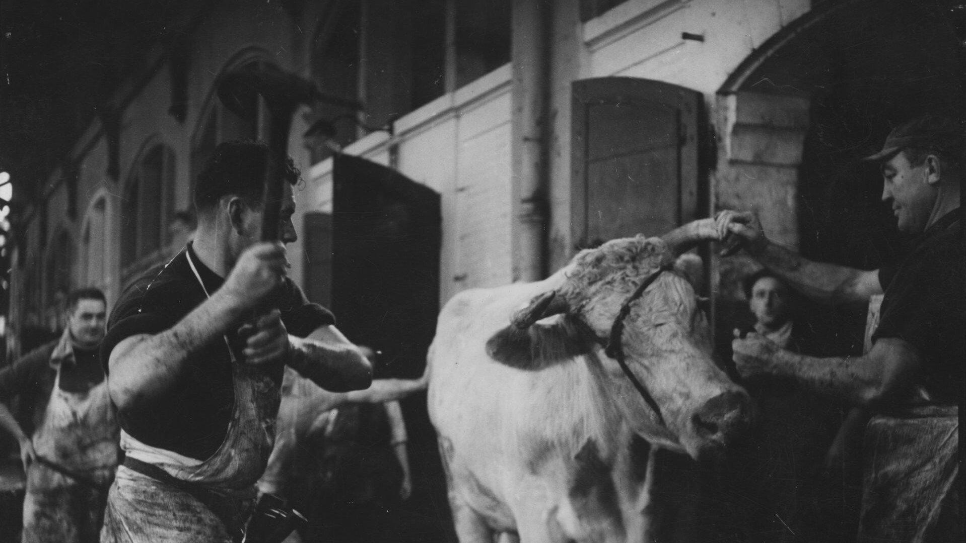 Blood of the Beasts 1949 movie scene