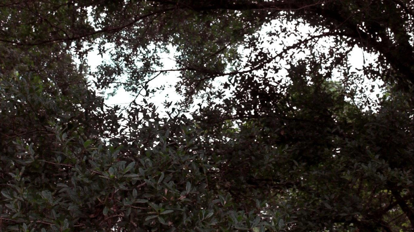 Colors (A Visual Poem)  movie scene