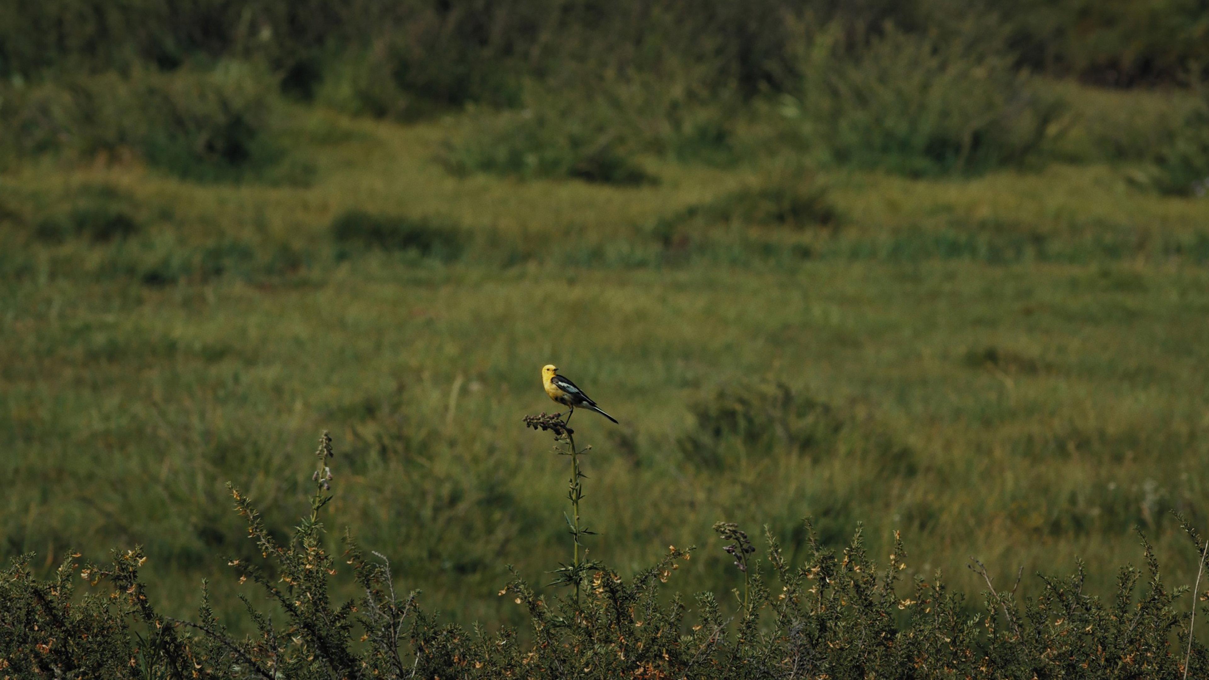 The Mountain Wagtail 2023 movie scene