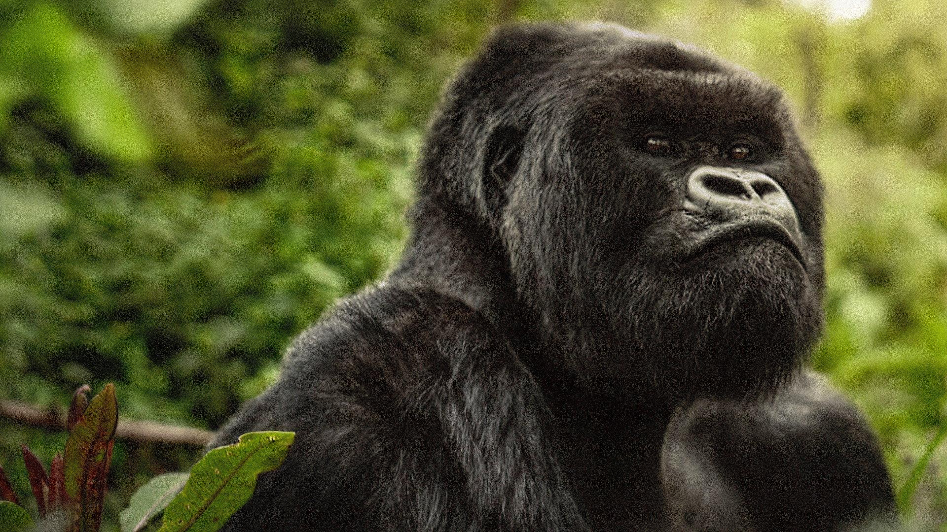 A Gorilla Story: Told by David Attenborough 2026 movie scene