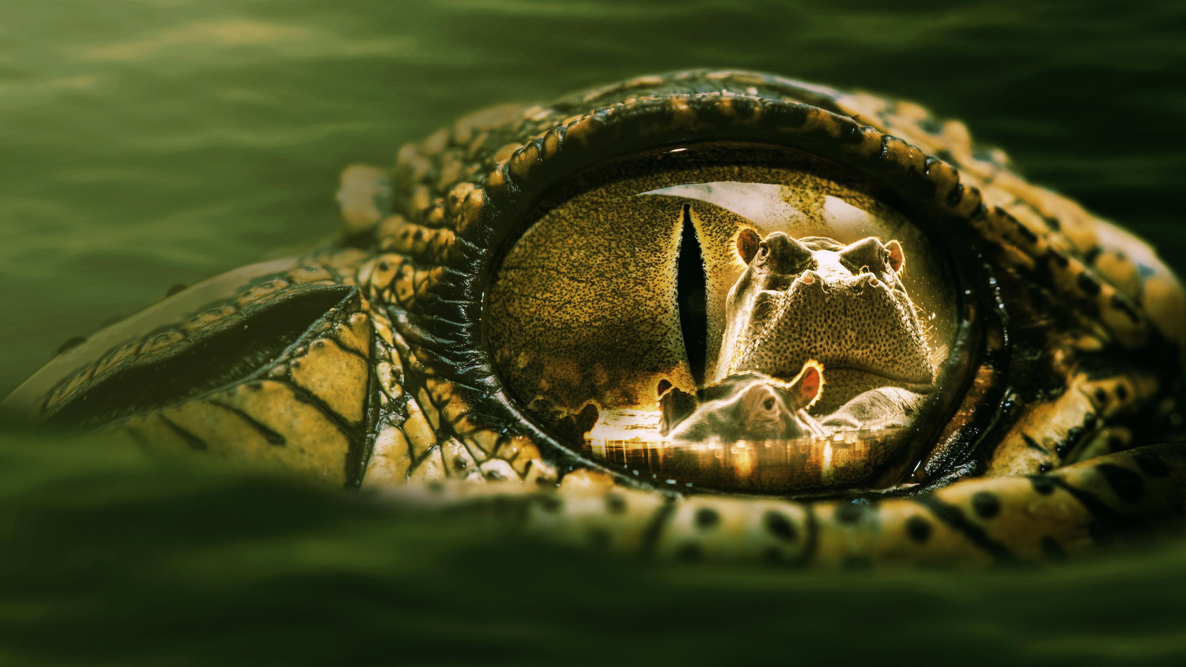 Hippo vs Croc 2014 movie scene