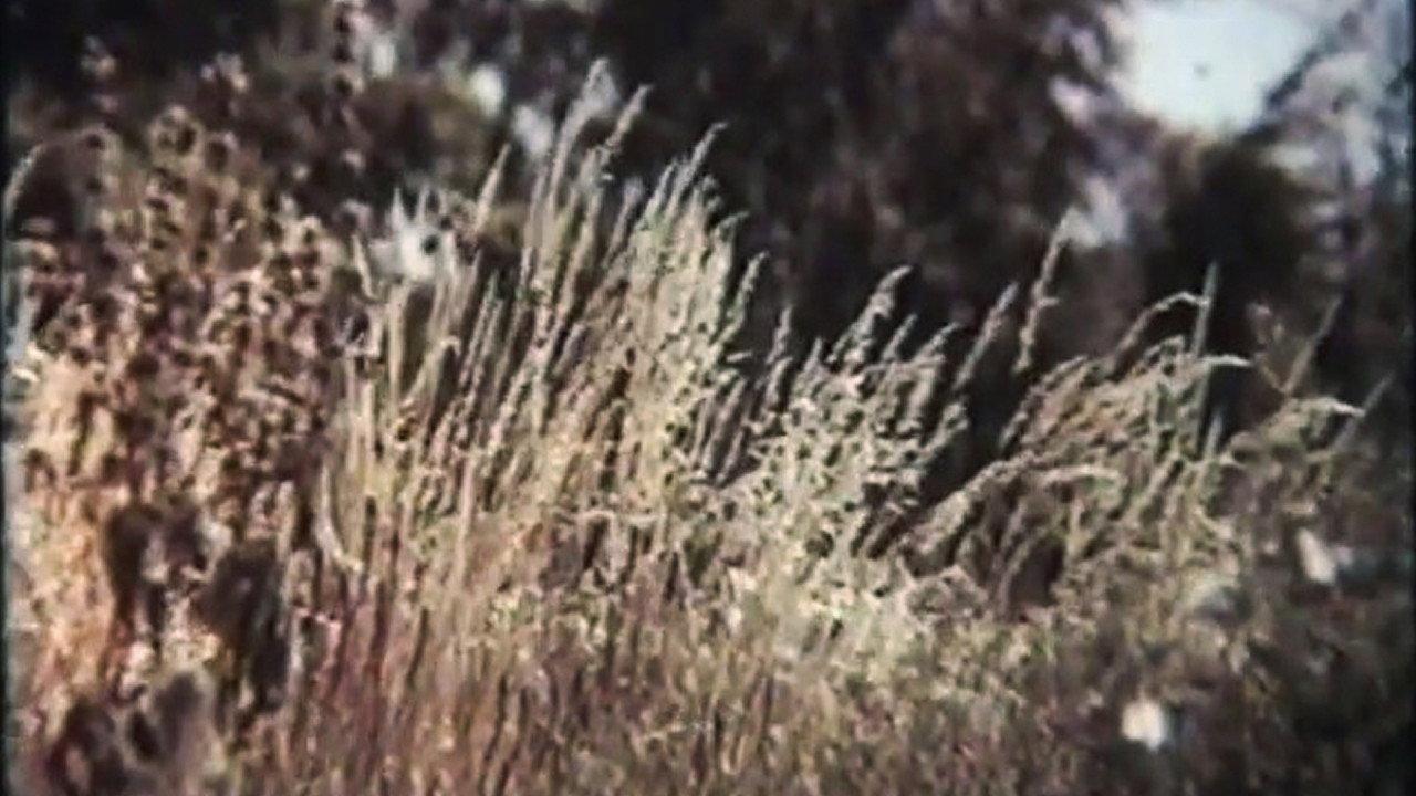 Mykhailo Sikorsky's Eushan Potion 1986 movie scene