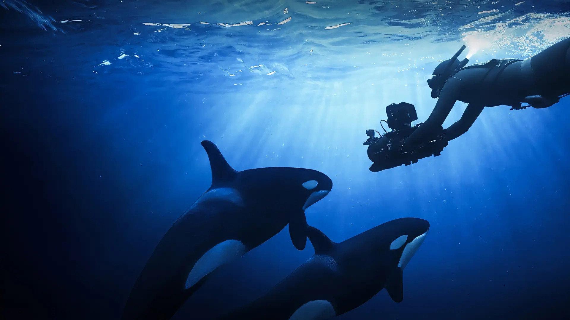 Unter Orcas 2025 movie scene