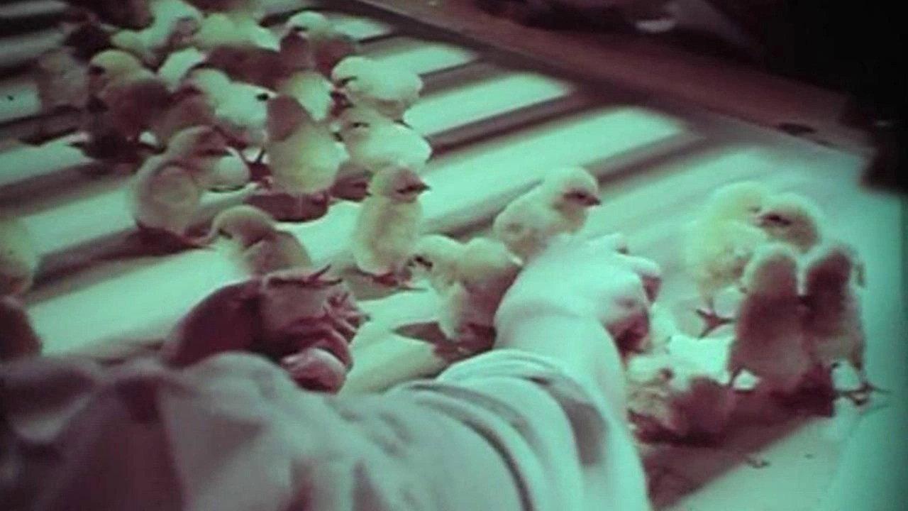 The Mallet 1977 movie scene