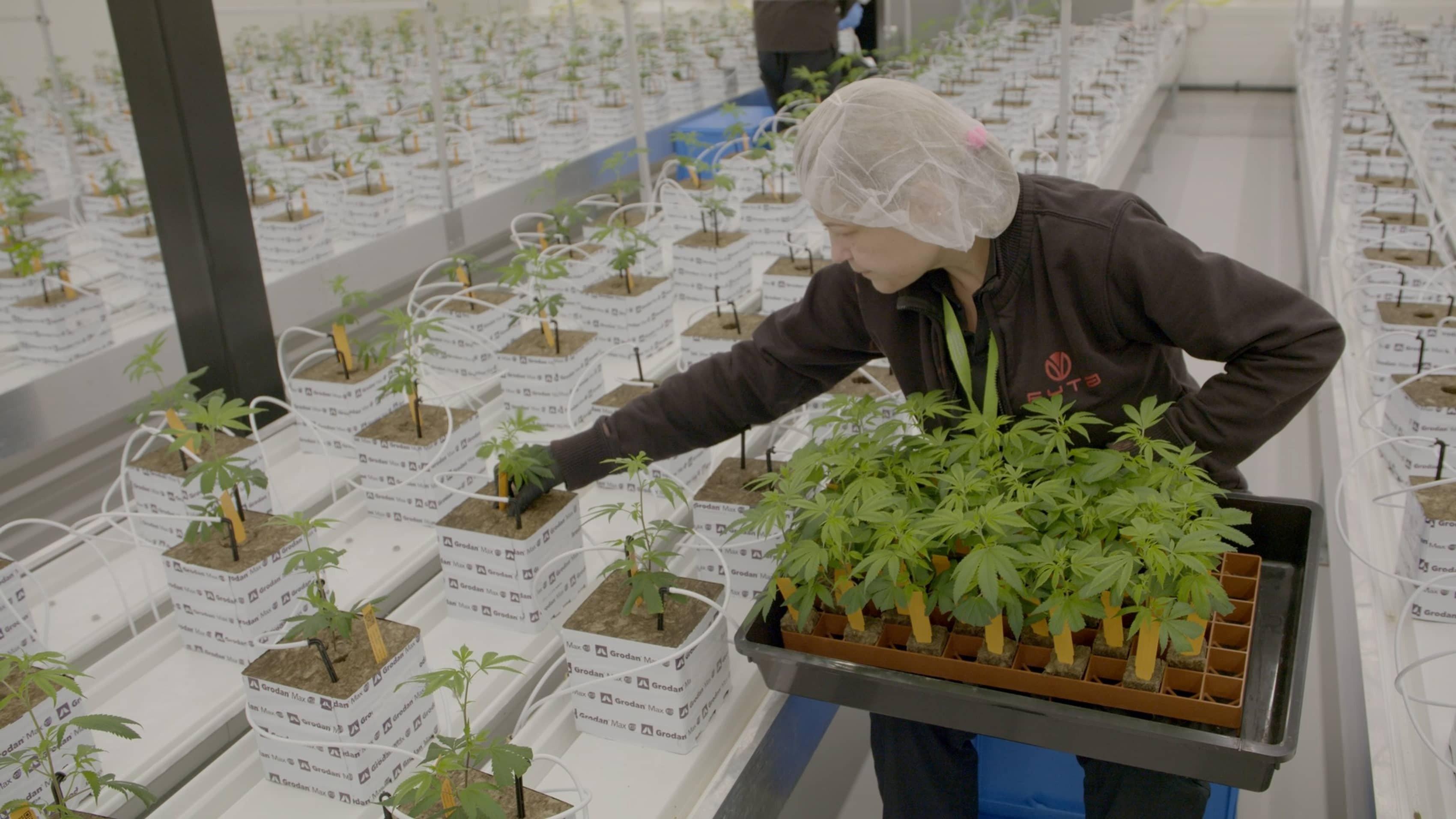 Legal weed 2 2024 movie scene