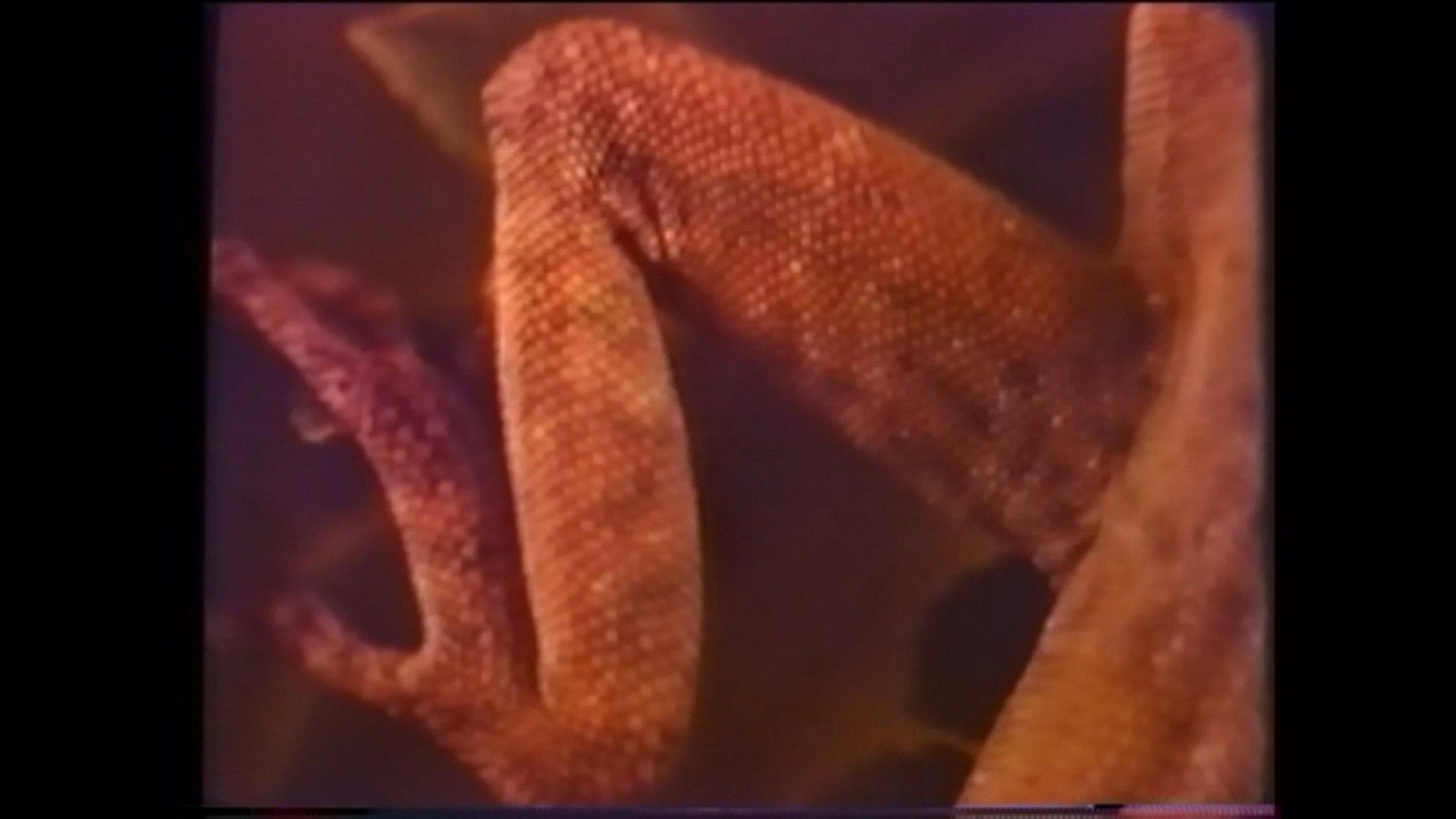 Lizard Mosaic 1969 movie scene