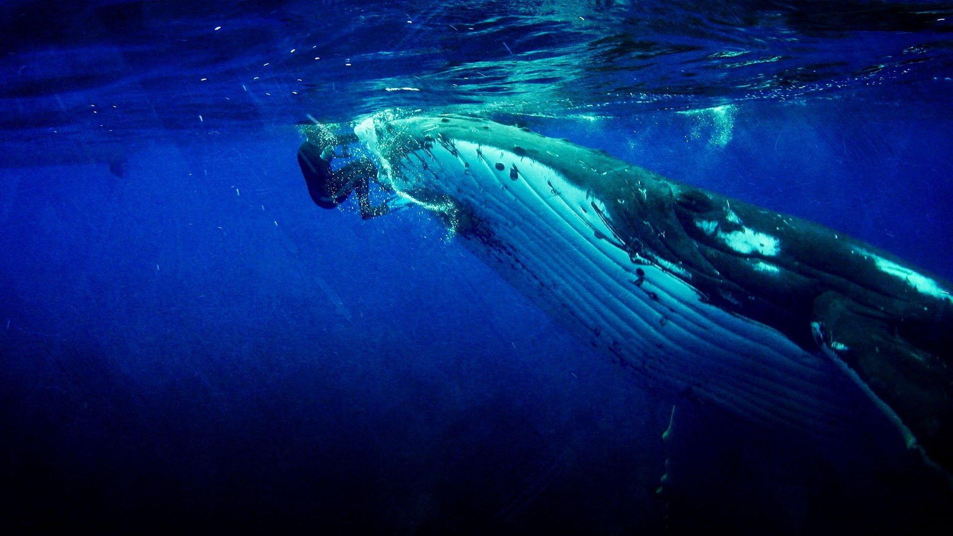 Whale Guardian 2022 movie scene