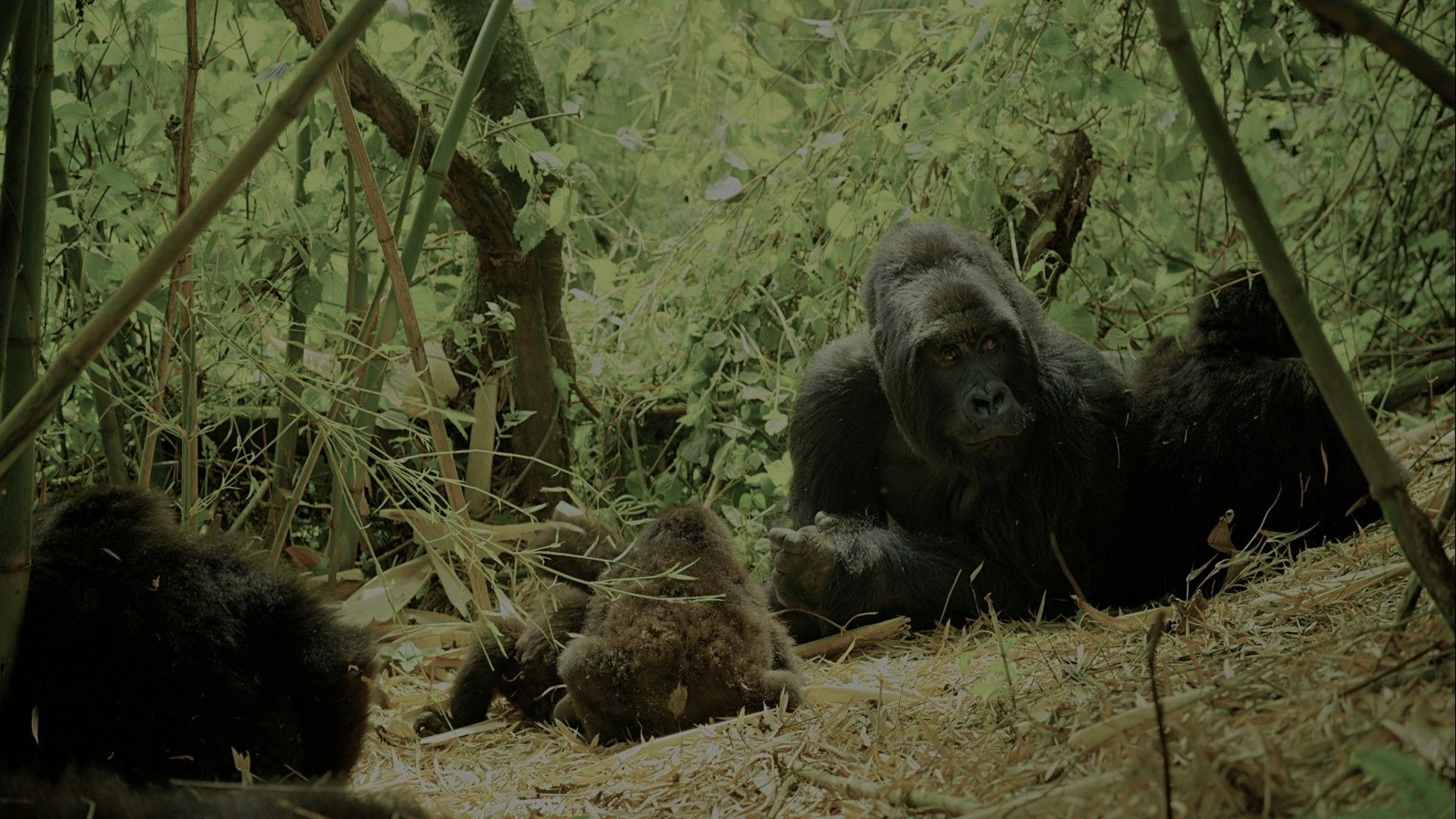Wild Africa 2015 movie scene