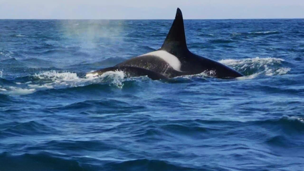 Killer Whales: the Mega Hunt 2016 movie scene