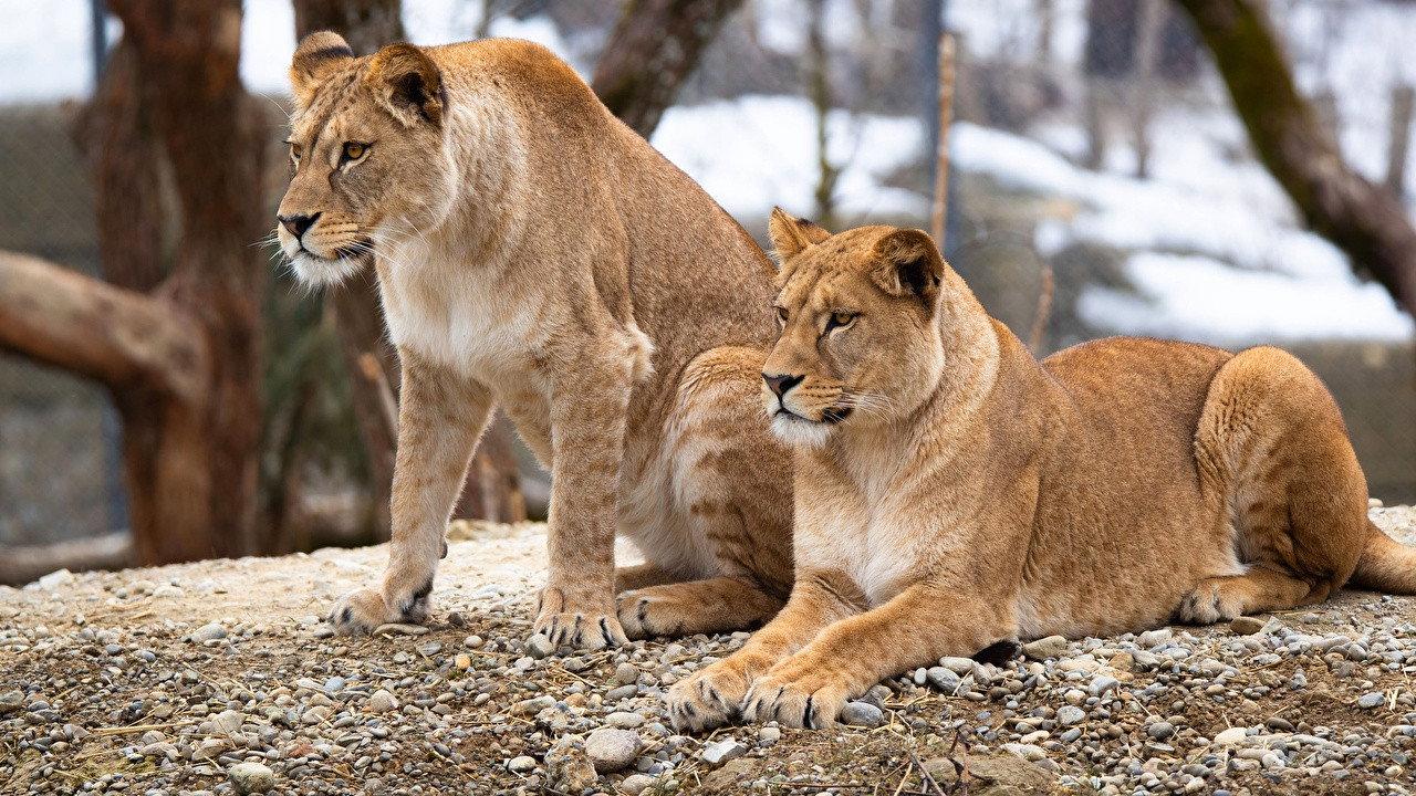 Histoires de lionnes 2020 movie scene