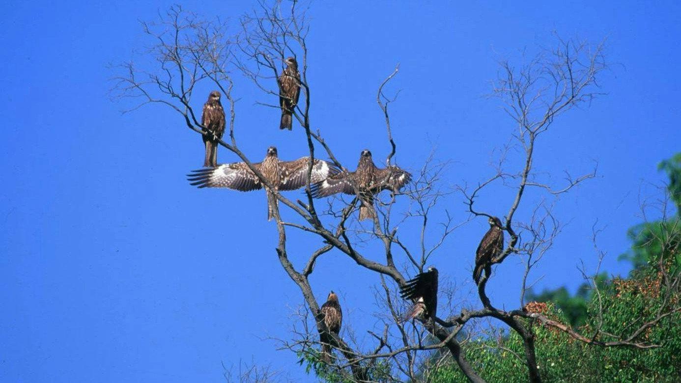 Fly, Kite Fly 2015 movie scene