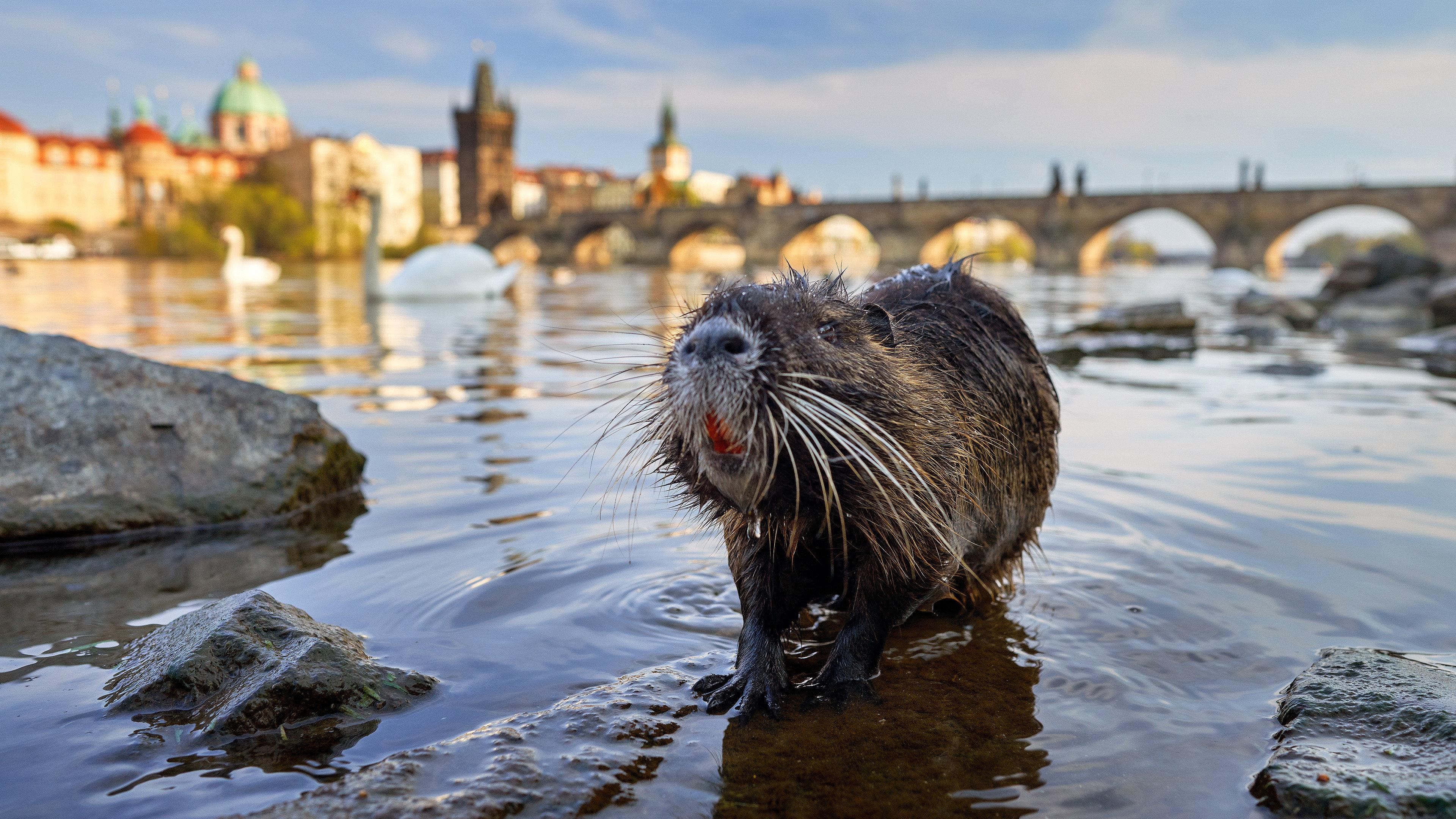 Wild Prague 2022 movie scene