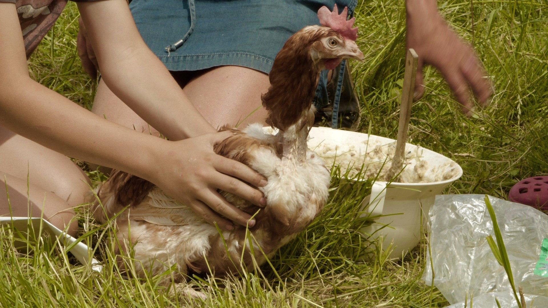 Hens, Virus and Us 2020 movie scene
