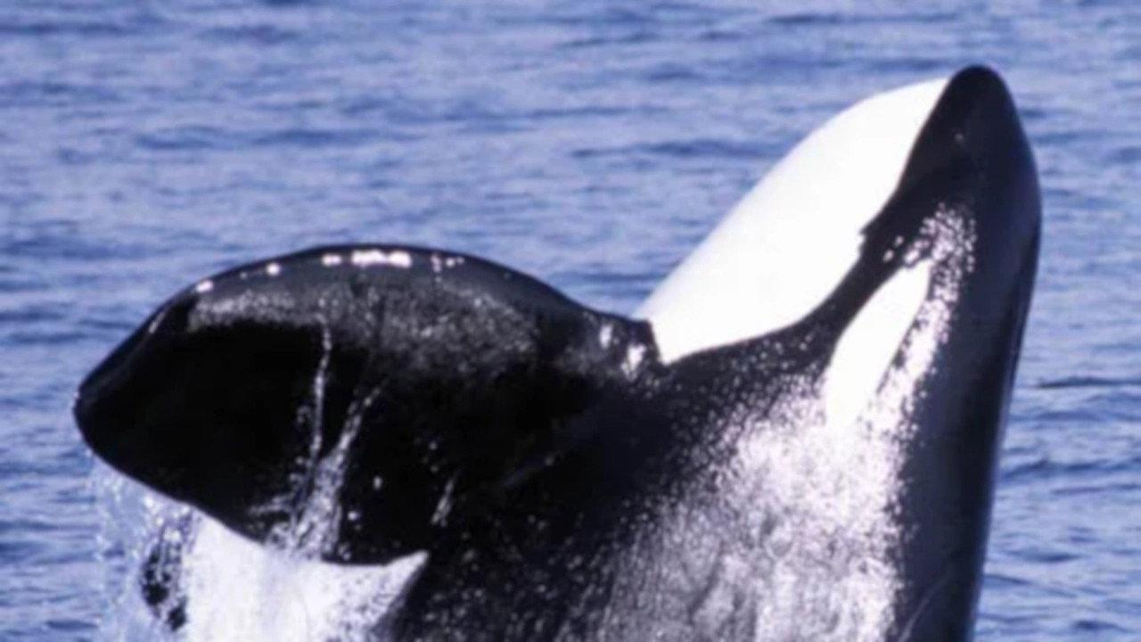 Secret Killers of Monterey Bay 2002 movie scene
