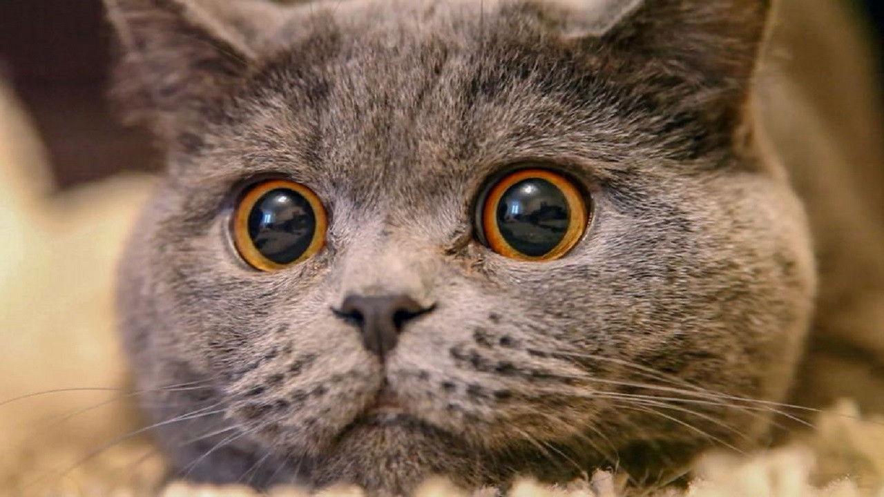 The Cat: A Cuddly Killer 2019 movie scene