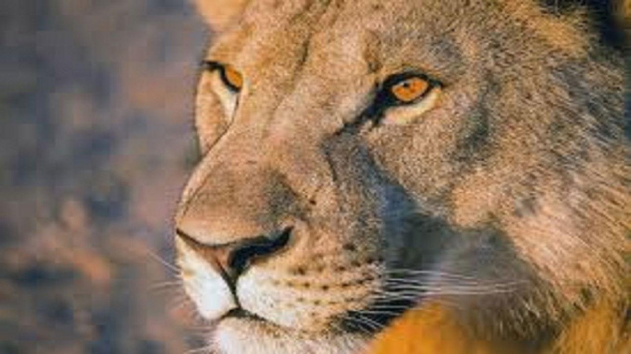 Vanishing Kings: Desert Lions of the Namib 2015 movie scene