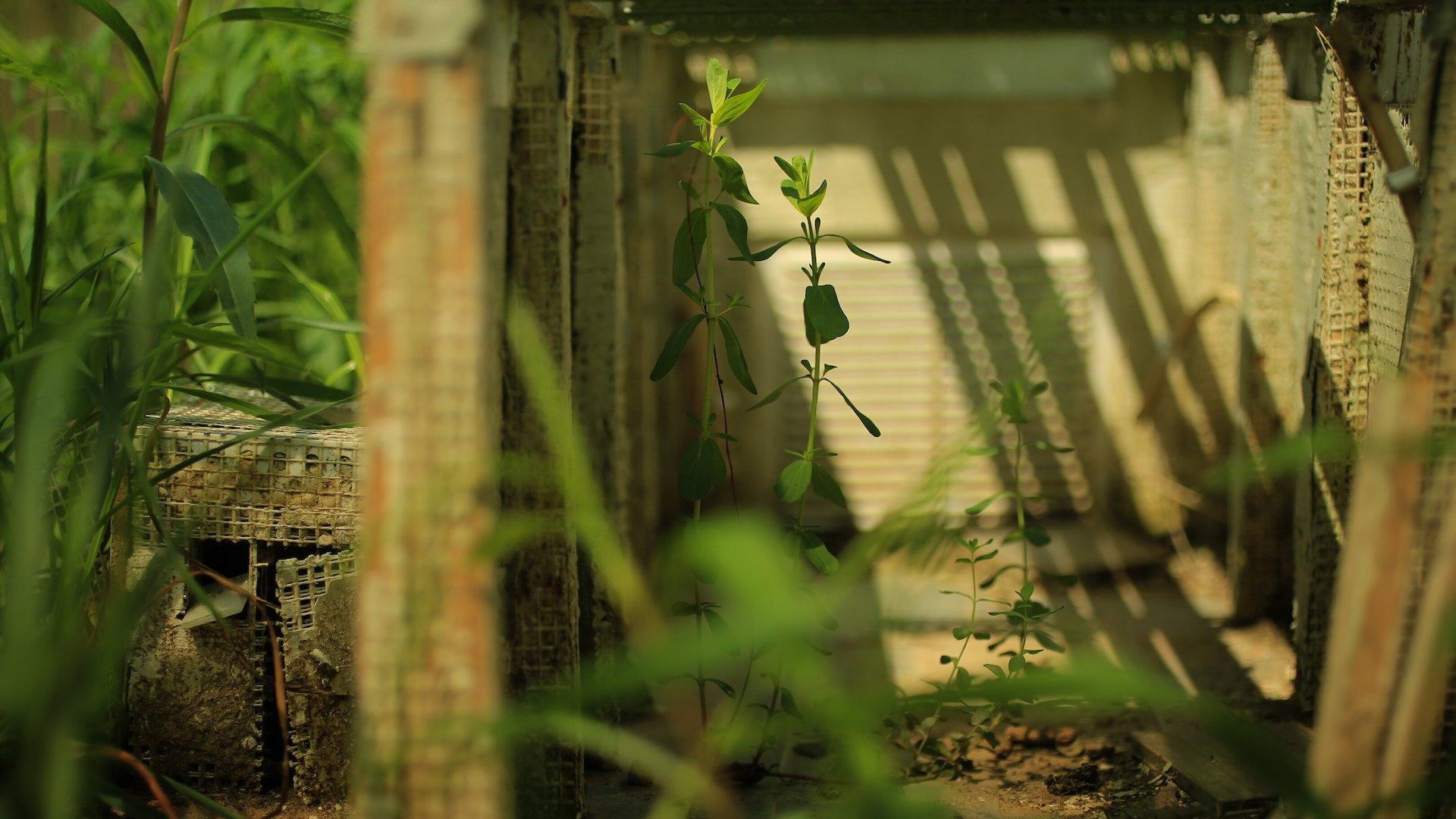 Abandoned Gardens 2026 movie scene