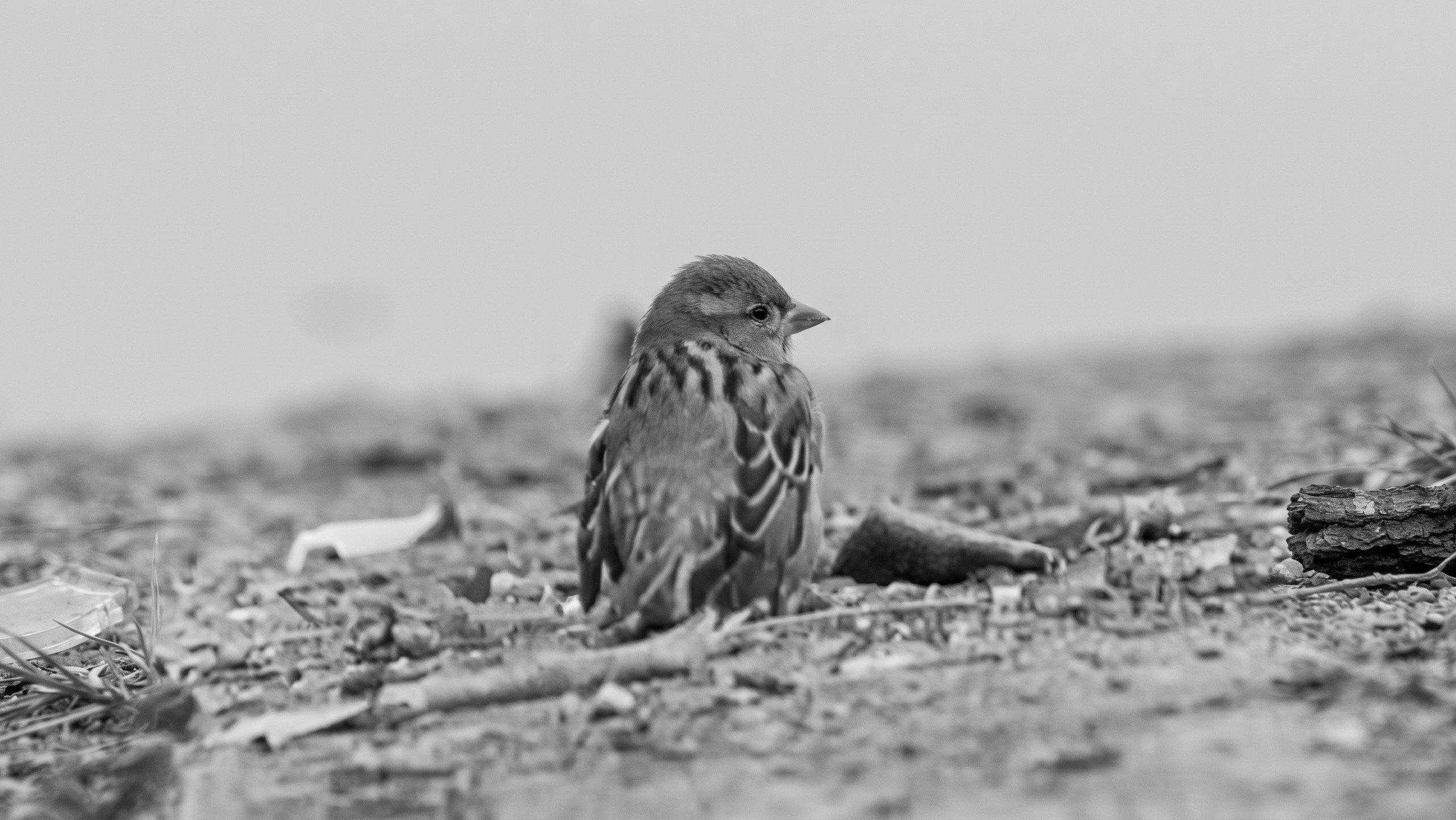 Who is killing the sparrows? 2001 movie scene