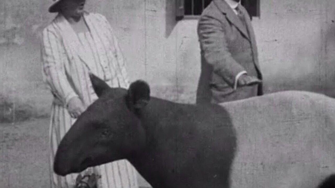 Indian Wildlife Park 1925 movie scene