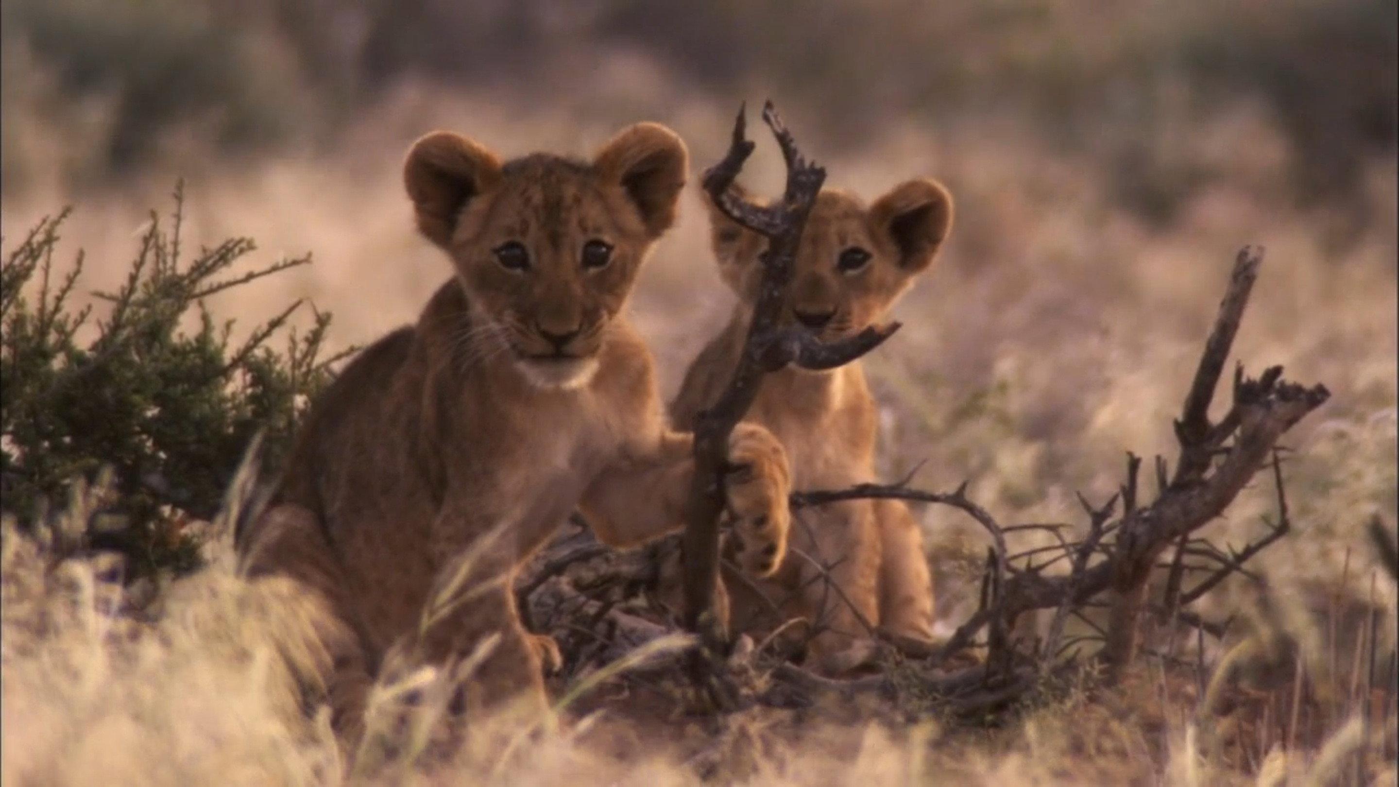 Desert Lions 2006 movie scene