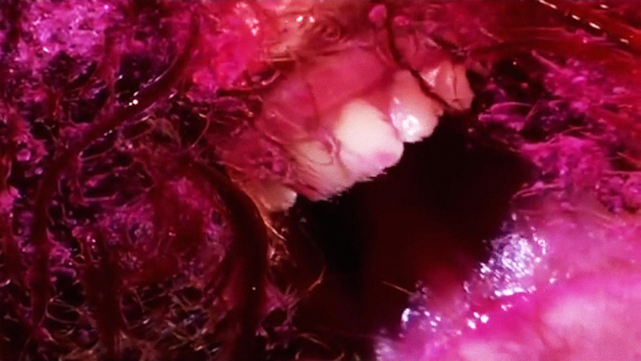 Green Pink Caviar 2009 movie scene