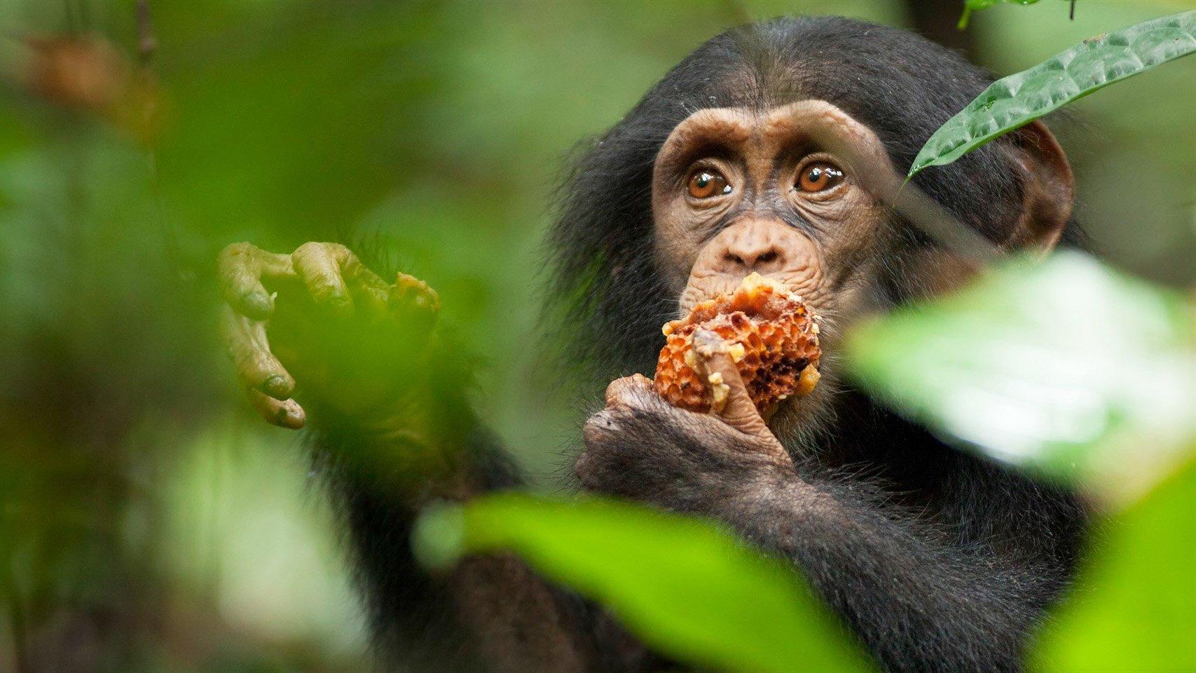 Chimpanzee 2012 movie scene