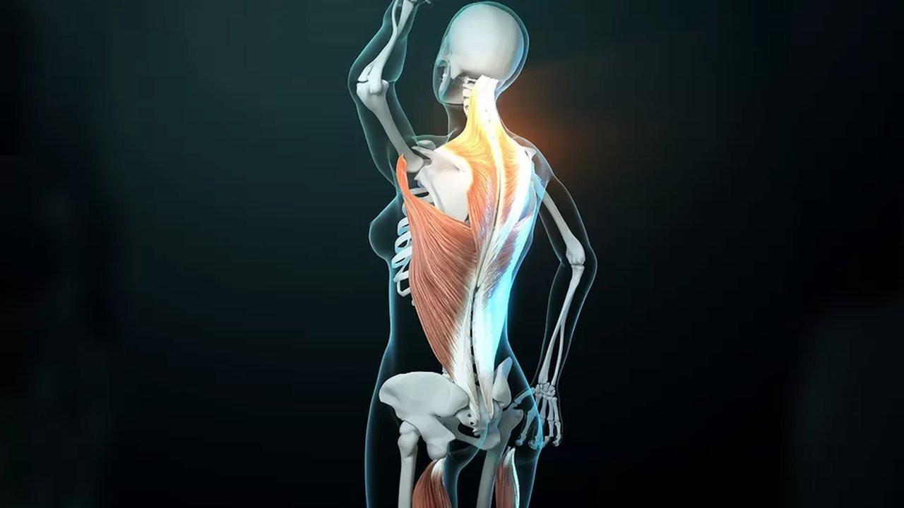 Fascinating Fasciae: The Hidden World Under Our Skin 2018 movie scene