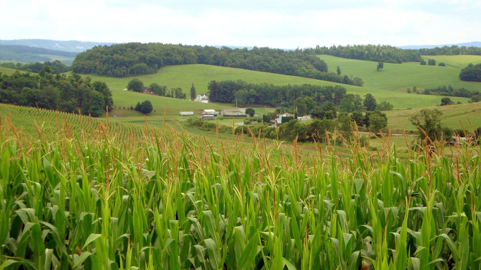 The World According to Monsanto 2008 movie scene