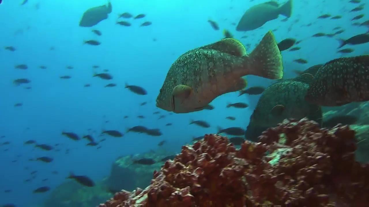 Ocean Predators 2013 movie scene