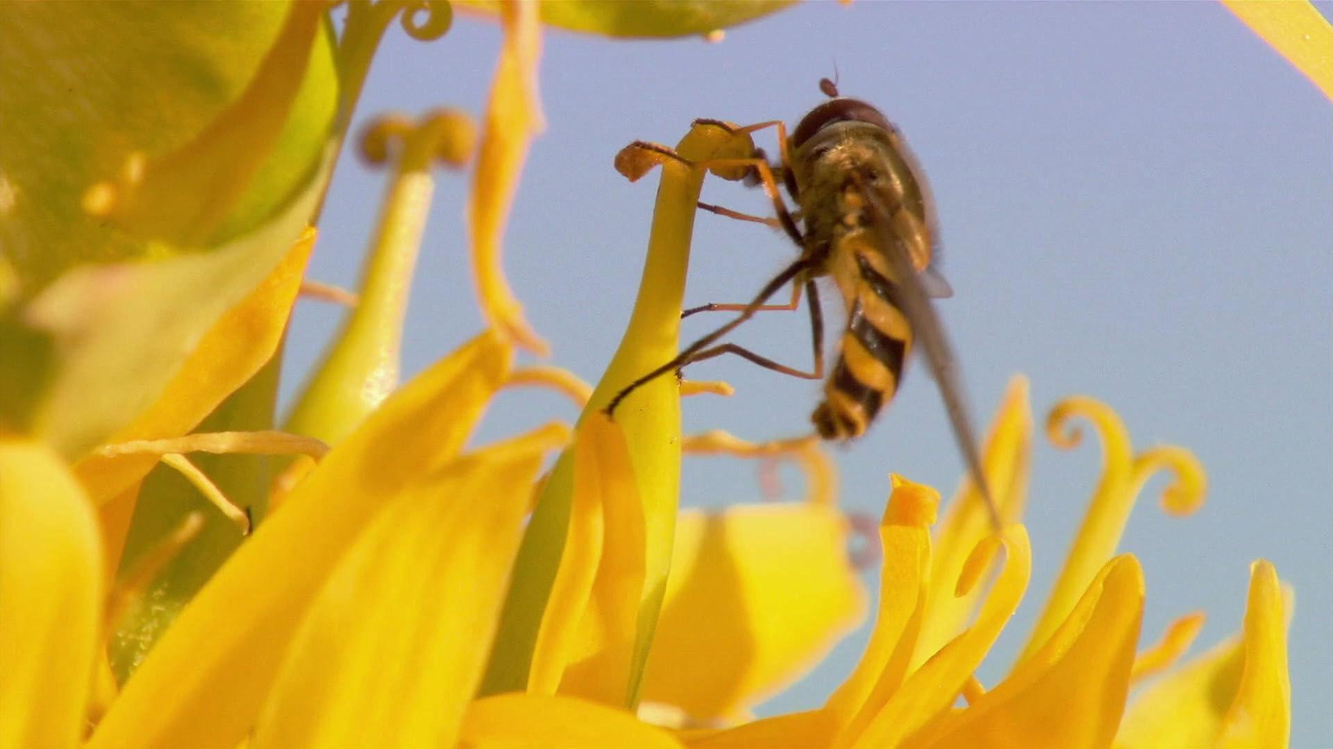 Insect World 2017 movie scene