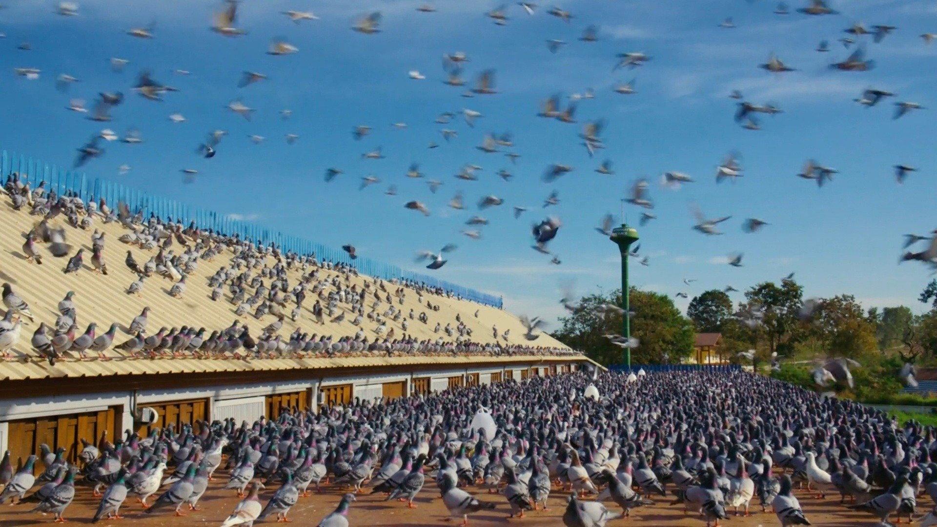 Million Dollar Pigeons 2022 movie scene