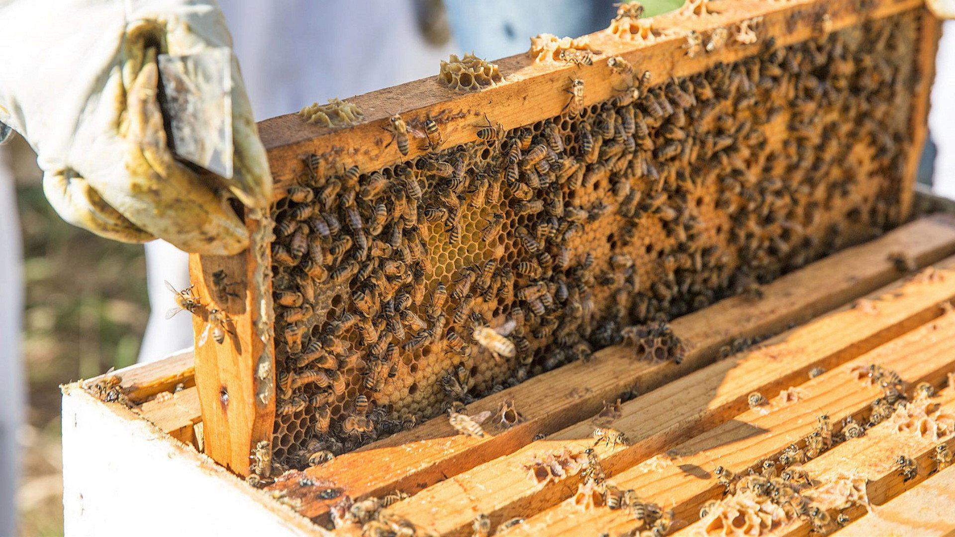 The Last Beekeeper 2009 movie scene