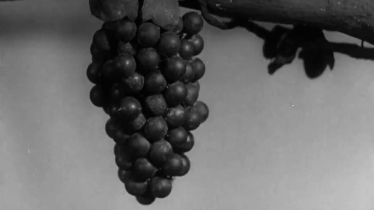 The Fox and the Grapes 1937 movie scene