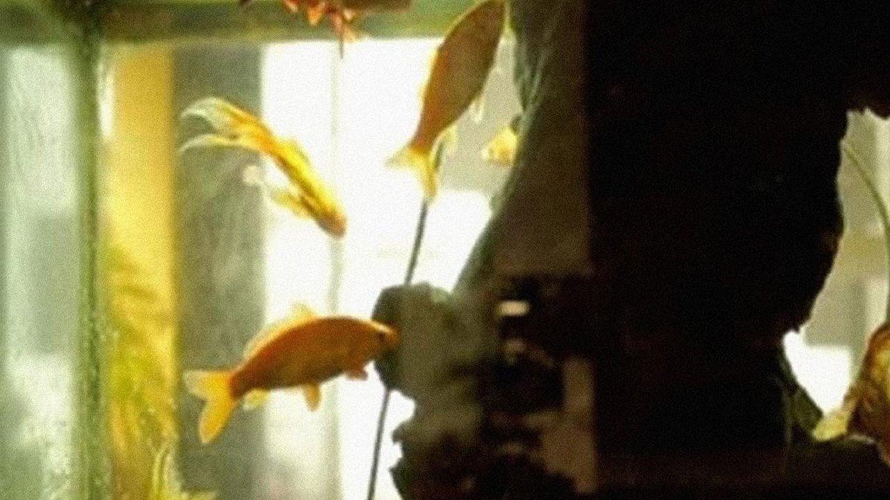 L’Aquarium et la Nation 2015 movie scene