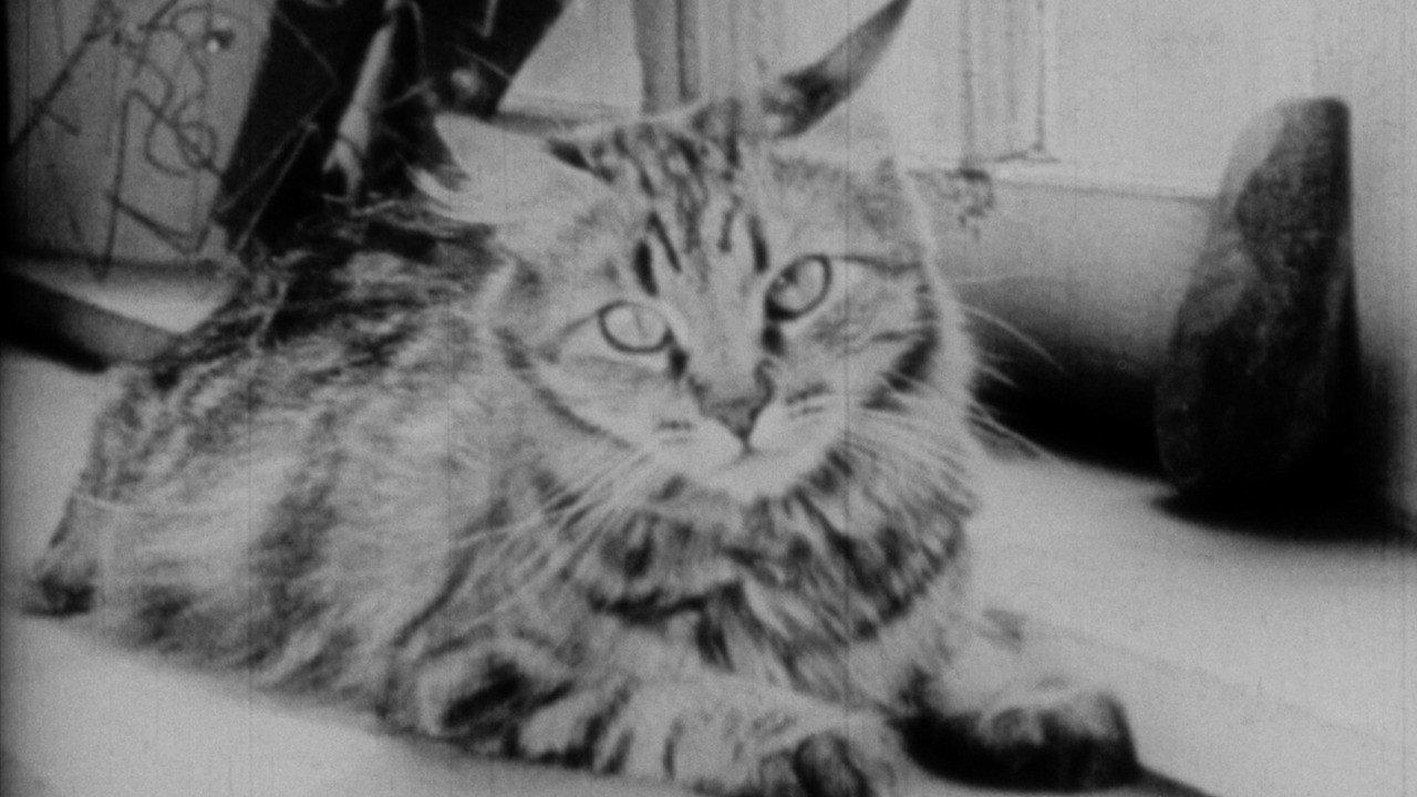The Private Life of a Cat 1946 movie scene