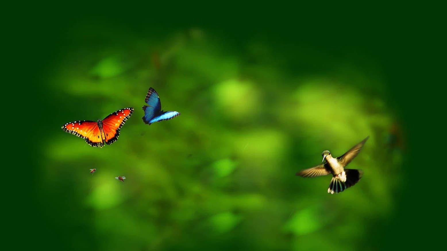 Wings of Life 2011 movie scene