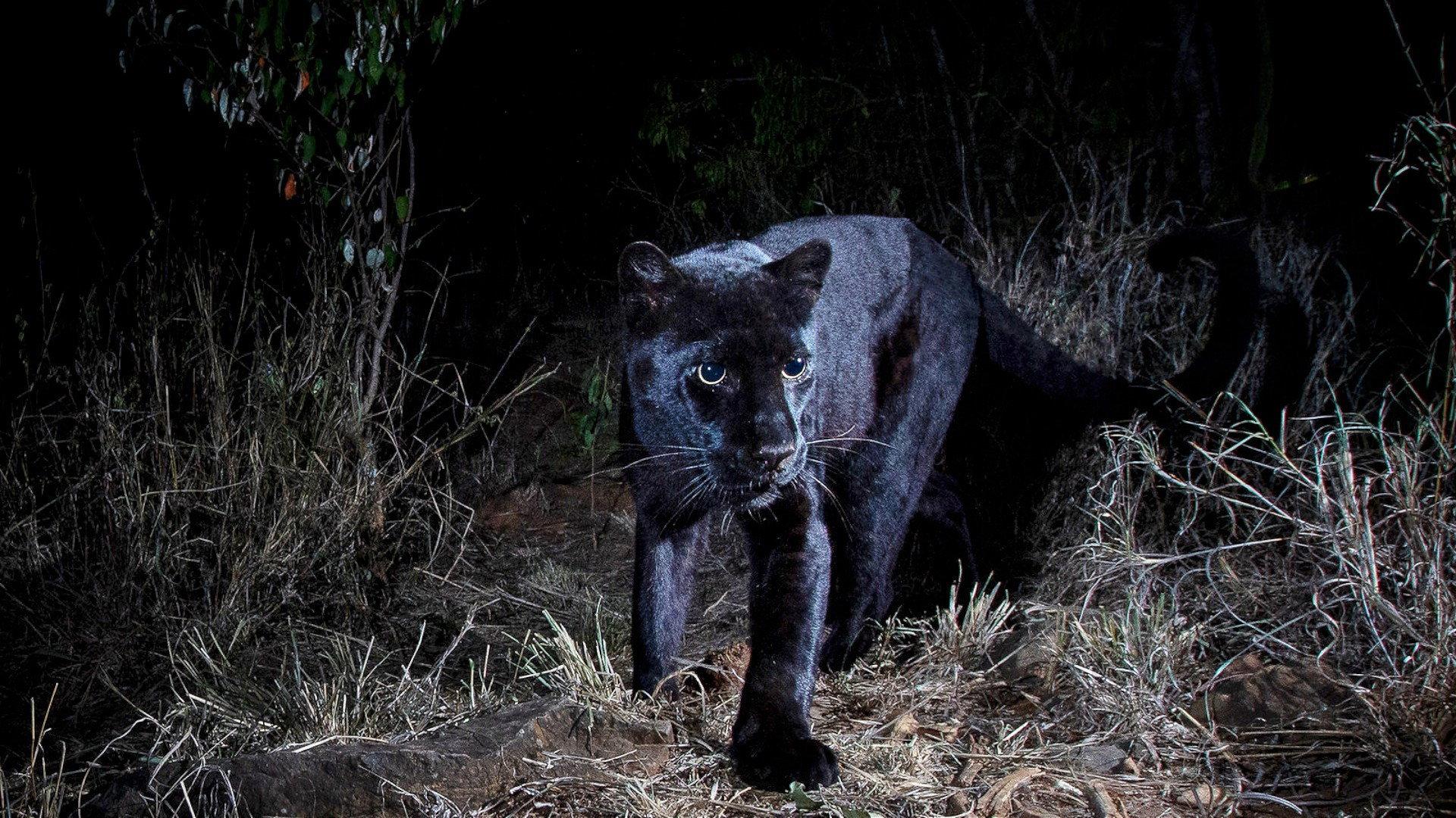 In Search Of A Legend: Black Leopard 2005 movie scene