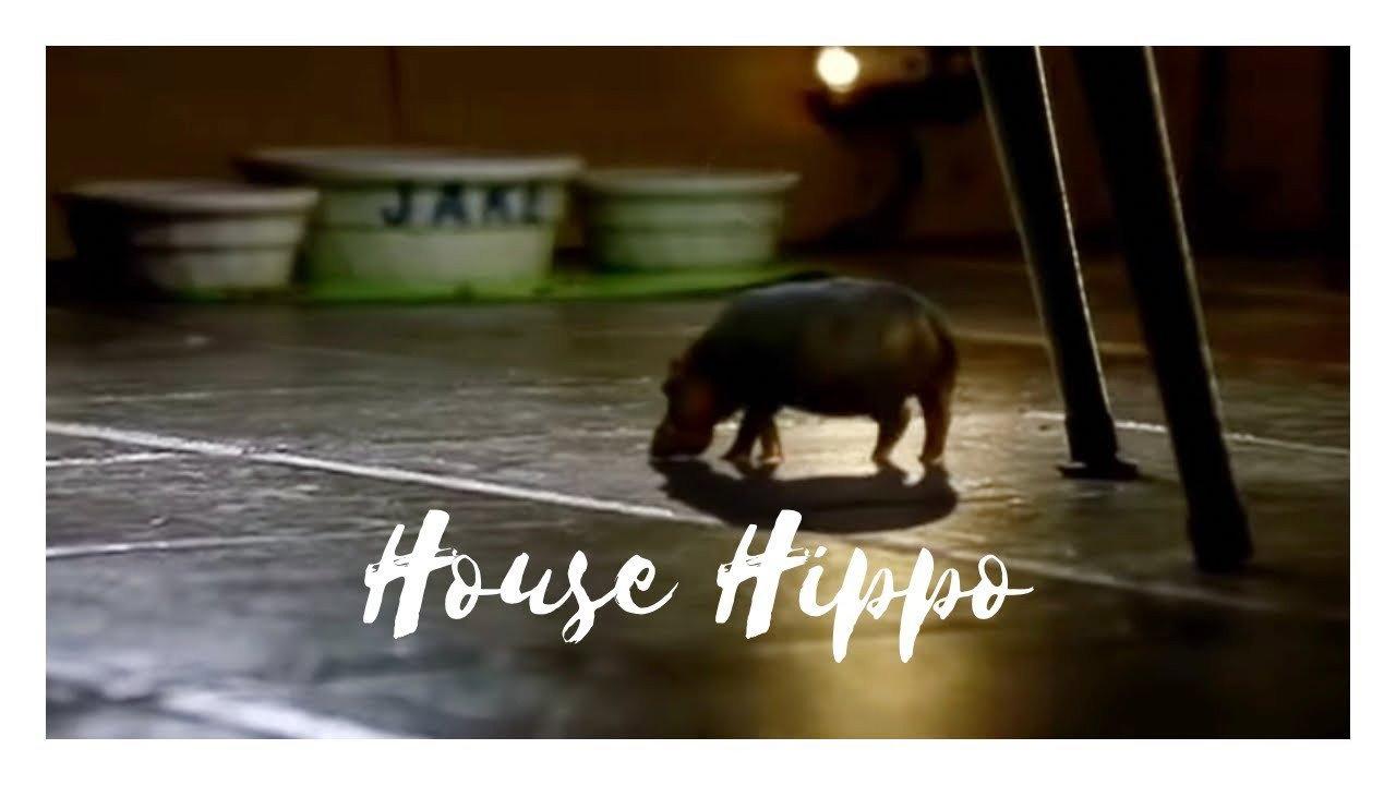 North American House Hippo 1999 movie scene