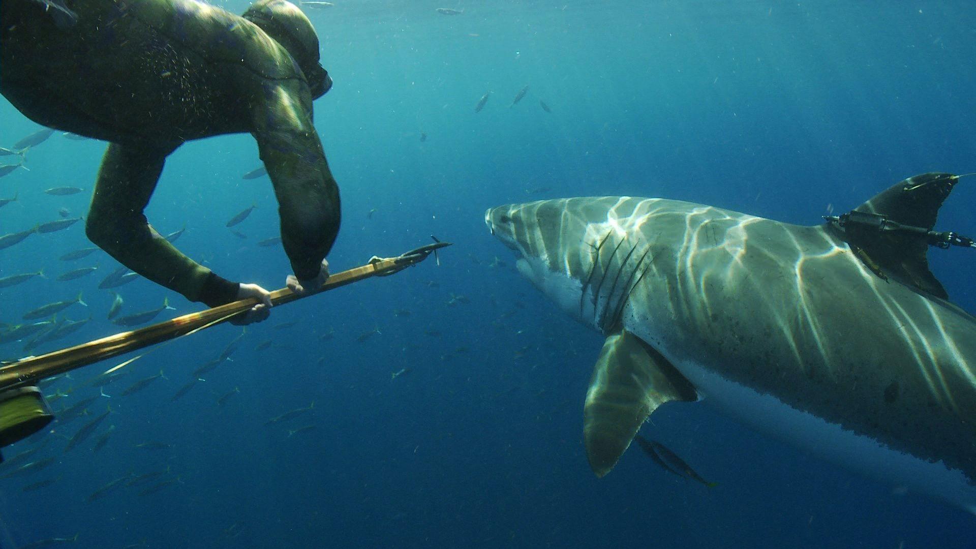 Great White Shark: Beyond the Cage of Fear 2013 movie scene