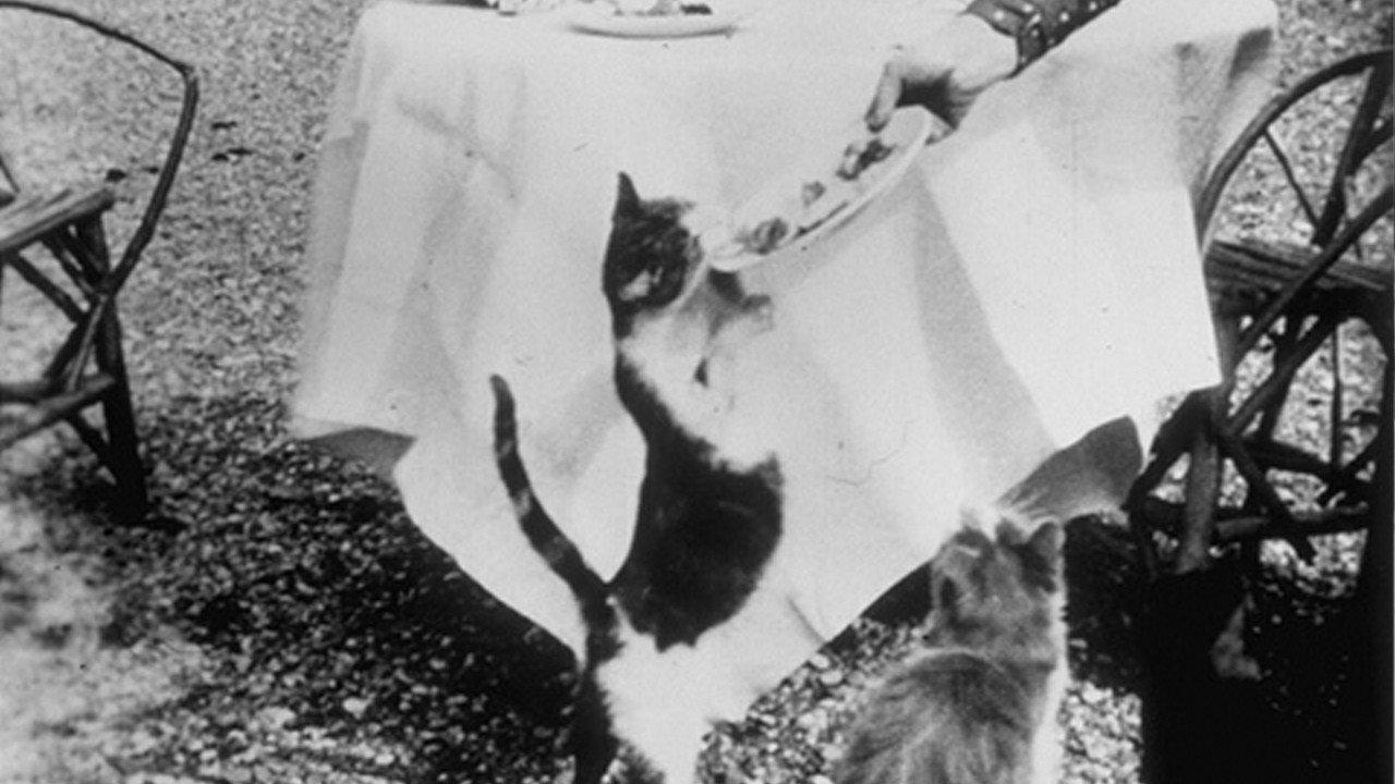 Repas des chats 1896 movie scene