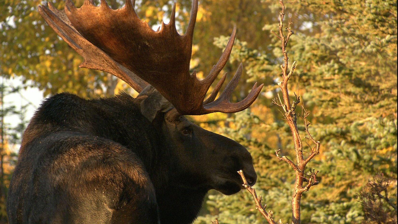 In the Land of the Moose 2011 movie scene