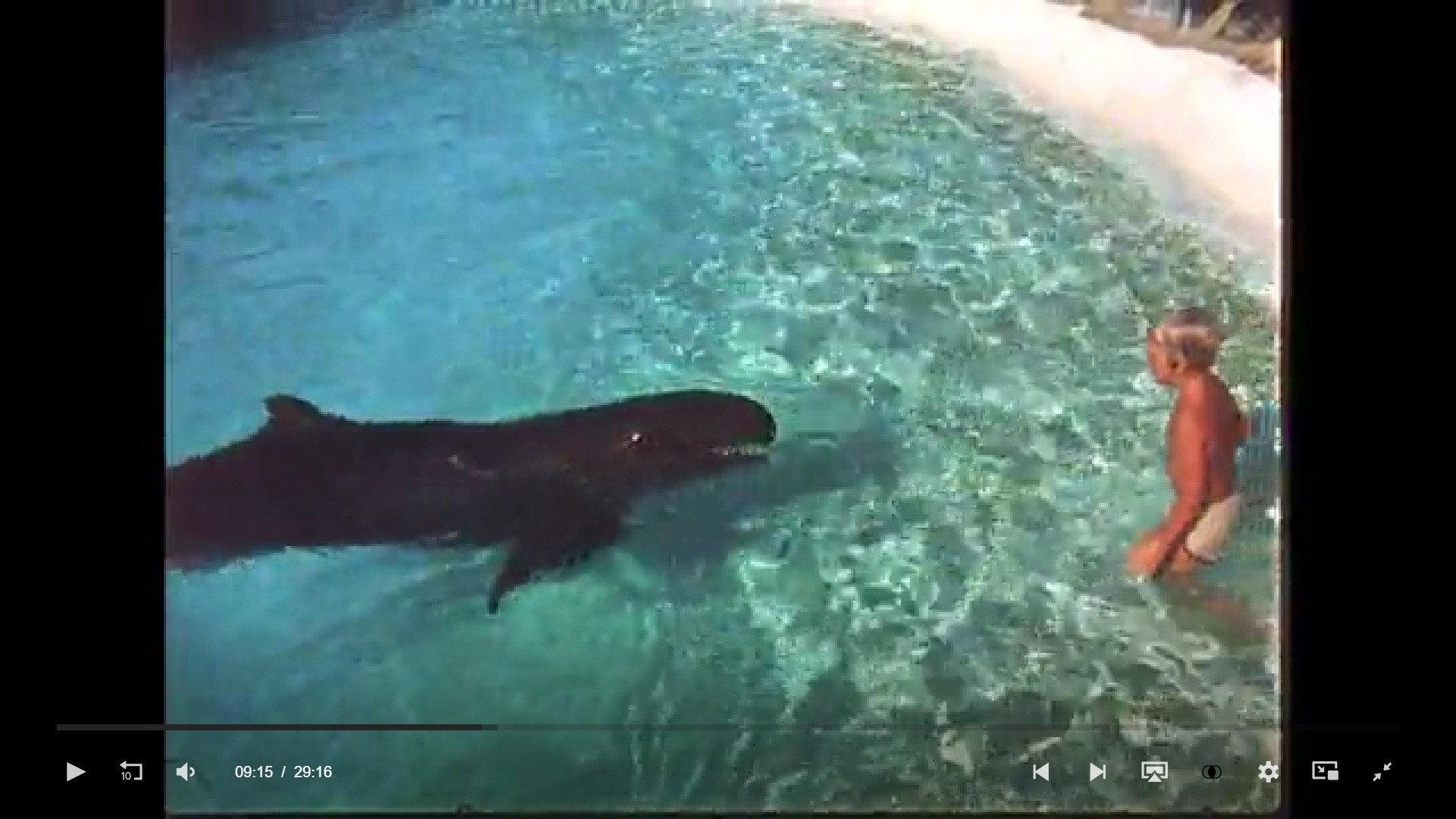 Dolphin 1979 movie scene