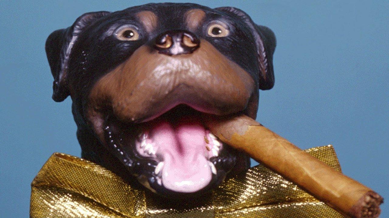 Late Night with Conan O'Brien: The Best of Triumph the Insult Comic Dog 2004 movie scene